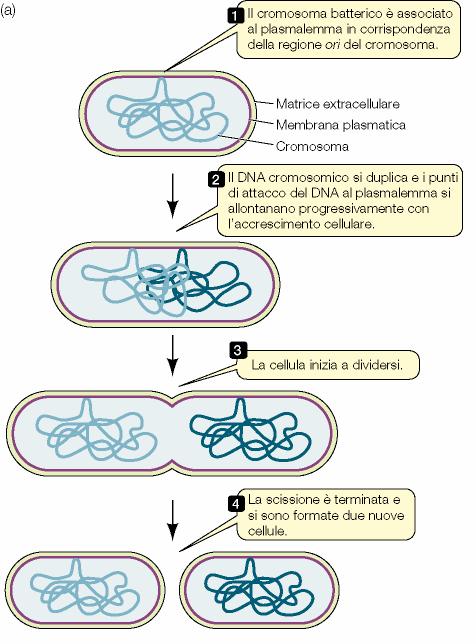 DIVISIONE CELLULARE NEI PROCARIOTI I batteri hanno un ciclo vitale di 20-30 minuti La divisione cellulare avviene per scissione binaria e coincide con la riproduzione dell organismo, che è asessuata