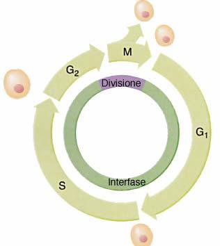IL CICLO CELLULARE MITOTICO Si divide in due fasi principali: INTERFASE e FASE M INTERFASE E il periodo tra una divisione cellulare e la successiva.