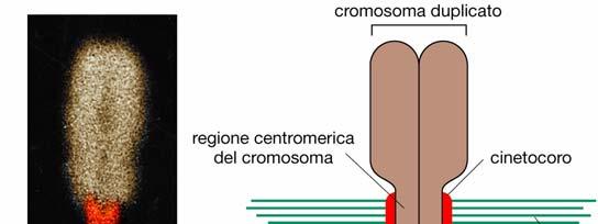 I microtubuli del fuso agganciano i cromosomi e