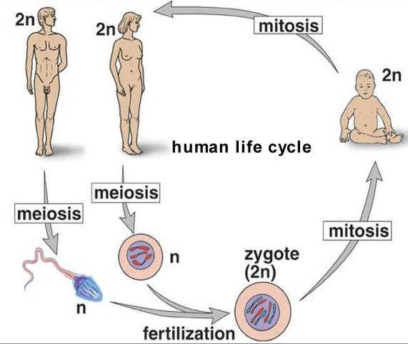 MEIOSI E RIPRODUZIONE I gameti aploidi vengono prodotti per meiosi, a partire da cellule diploidi della linea germinale Durante la fecondazione, l