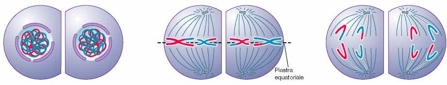 FASI DELLA MEIOSI: II DIVISIONE Profase II Metafase II Anafase II Dopo una breve interfase, durante la quale il DNA