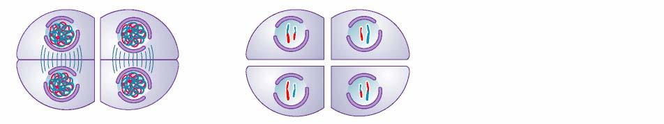 di ciascun cromosoma si dividono e migrano verso i poli opposti delle cellule Telofase II Prodotti I cromosomi si