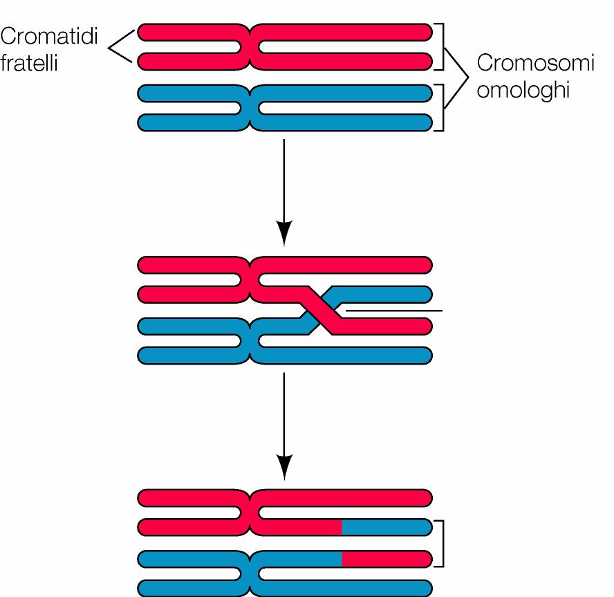 IL CROSSING-OVER Processo di ricombinazione (scambio di materiale genetico) tra cromosomi omologhi Profase I: i cromosomi omologhi si appaiano strettamente Tra i cromatidi dei due omologhi avviene il