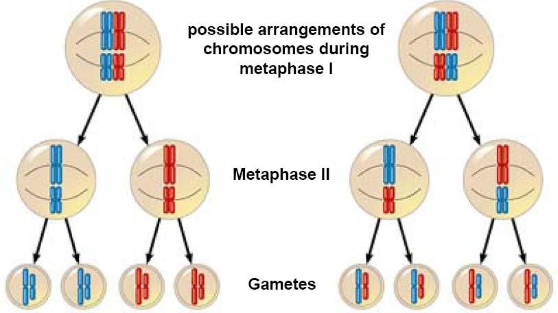 ASSORTIMENTO INDIPENDENTE DEI CROMOSOMI I cromosomi di ciascuna coppia di omologhi si separano e si combinano in maniera indipendente da quelli di un altra coppia.