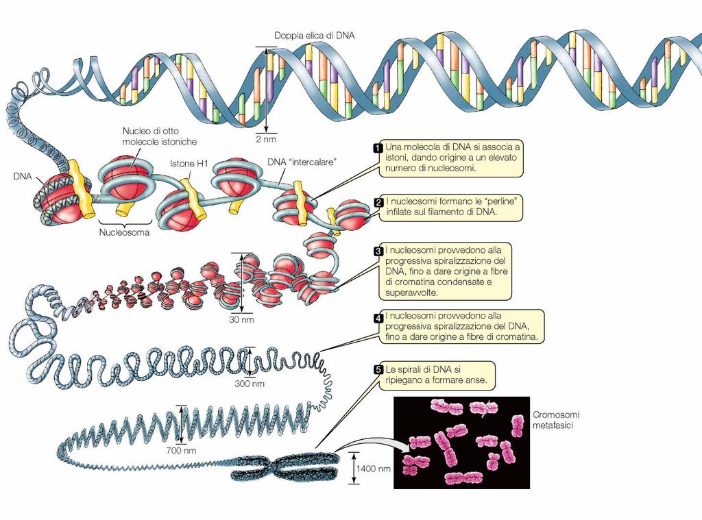 LIVELLI DI CONDENSAZIONE DEL DNA Nel cromosoma metafasico la