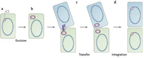 Gli ICE sono normalmente integrati nel cromosoma della cellula ospite e sono replicati e trasmessi alle cellule figlie allo stato integrato come fossero regioni del cromosoma del batterico.