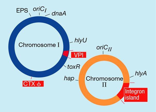 Vibrio cholerae I geni essenziali sono distribuiti su due cromosomi replicazione, divisione cellulare, trascrizione, traduzione, biogenesi dell involucro, loci associati con la virulenza VPI: Vibrio