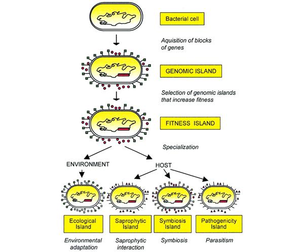 General characteristics of genomic islands