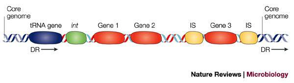 GEIs are relatively large segments of DNA