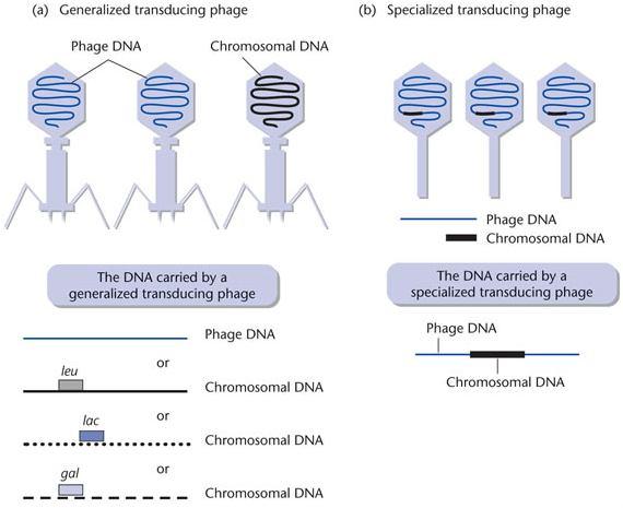 MGEs: segmenti di DNA codficanti enzimi o altre