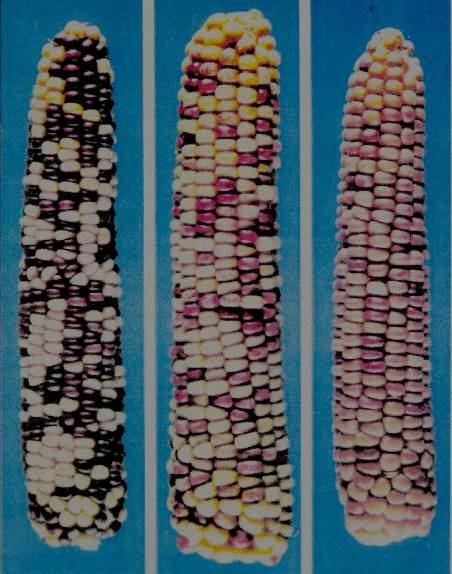 TRASPOSONI discovered by Barbara McClintock in maize (1940's) Nobel Prize 1983 Elementi trasponibili Sequenze che hanno la capacità di muoversi da un sito all altro del cromosoma sito donatore sito