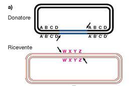 -OH Tn the 3 ends of the transposon are ligated to the 5 ends of the target DNA (3) 5 -P transposase makes
