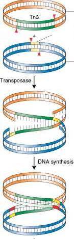 replicazione At this stage, a single DNA molecule called a cointegrate