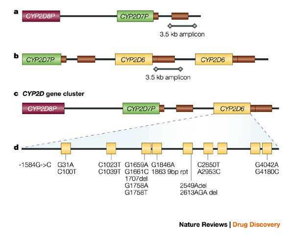 Il CYP2D6: un gene estremamente complesso