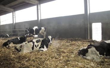 4 / 2009 Nei moderni allevamenti di bovine da latte le performance riproduttive si sono modificate rispetto al passato: i parametri del numero di giorni alla prima inseminazione, dell intervallo