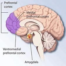 Circuiti cerebrai 16 Prefronta cortex Basa