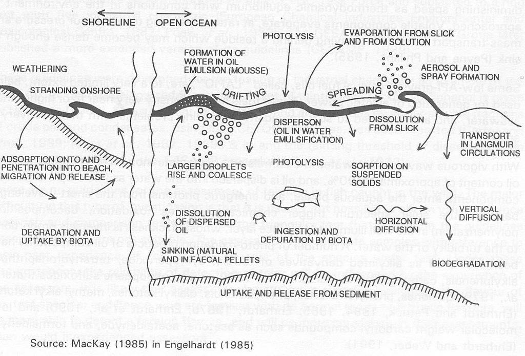 Comportamento del benzene in mare Nelle prime ore successive allo sversamento, il benzene è soggetto ad una dispersione nell ambiente