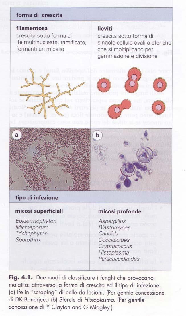 Dermatofitosi Aspergillosi Blastomicosi Candidosi