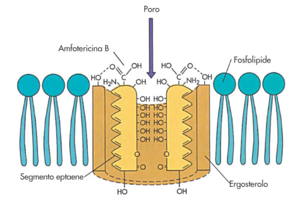 AMFOTERICINA B (Fungizone ) Antibiotico polienico macrociclico.