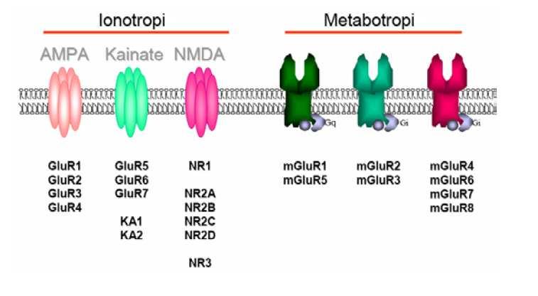 Recettori per il glutammato RECETTORI ACCOPPIATI ALLE PROTEINE G O RECETTORI METABOTROPICI Famiglia più numerosa