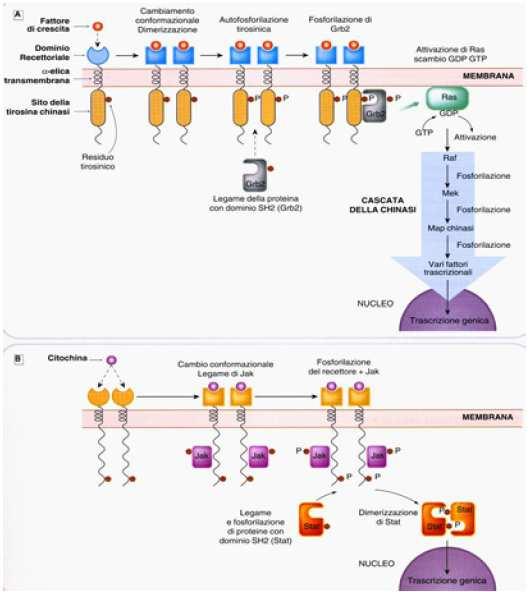tirosinchinasico geni geni Meccanismi di trasduzione dei