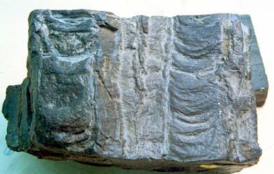 sedimentarie che coesistono come sequenza di Bouma nei sedimenti di torbida o torbiditi (Figs.