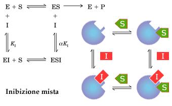 I si lega tanto ad E che a ES S si lega sia ad E che a EI.