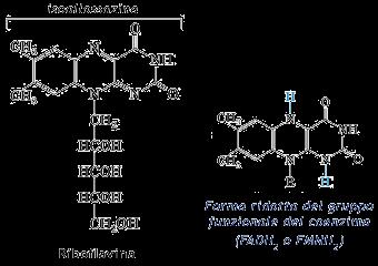 . Il FMN (Flavin Mono Nucleotide) non è un vero nucleotide, manca dello zucchero pentosio.