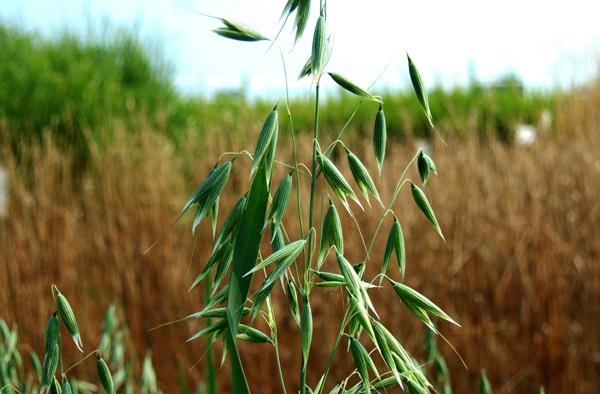 Avena sativa originariamente infestante del grano, è coltivata per