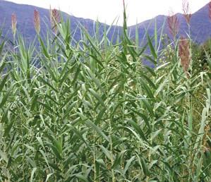 Arundo donax