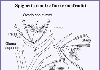 I fiori sono nudi, per lo più ermafroditi, ma anche unisessuali in piante monoiche o dioiche.