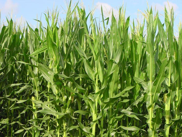 Zea mays originario dell'america centrale, non si conoscono con certezza i