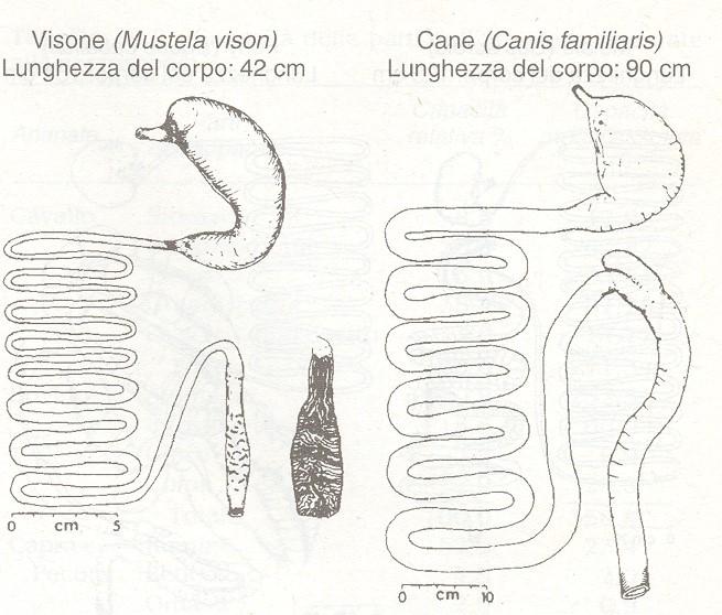 La struttura dell apparato si è modificata grandemente nel corso dell evoluzione in funzione delle abitudini alimentari. I carnivori si alimentano di Proteine animali.