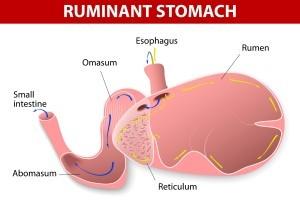 Nei ruminanti le camere fermentative di grosse