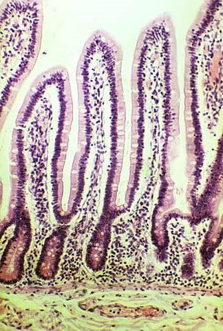 Queste cellule sono strettamente collegate fra loro è