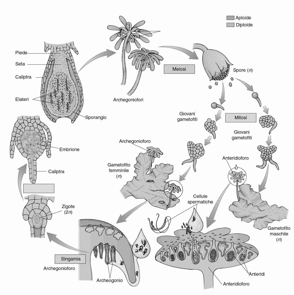 Ciclo biologico aplodiplobionte (ciclo di Marchantia) alternanza di