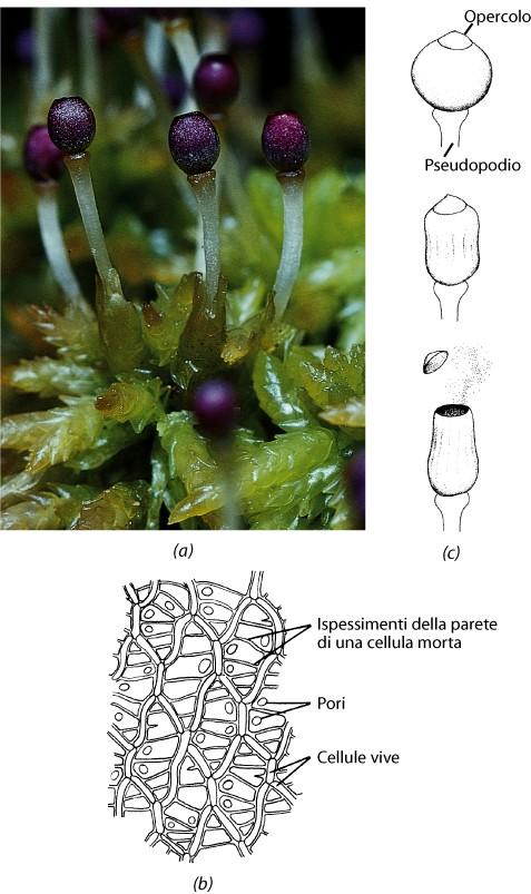 Muschi della torba Gametofiti e sporofiti di Sphagnum Le torbiere sono di particolare interesse ambientale per la loro importanza nel ciclo globale del