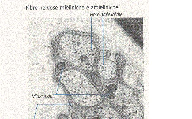 Le fibre nervose si dividono in amieliniche e