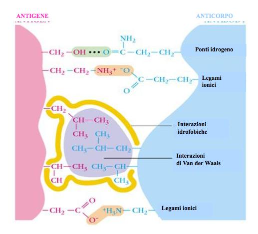 Legame antigeni-anticorpi Gli anticorpi si legano solo a specifiche parti di un antigene denominate