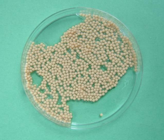 Cellule di Saccharomyces