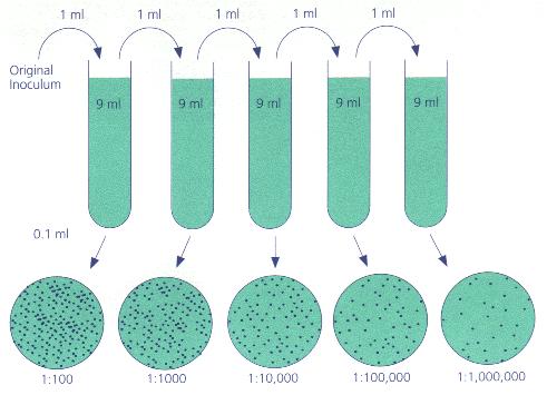 Conta biologica in piastra Materiale Provette conteneti 9 ml di soluzione fisiologica Terreno colturale: agar malto Piastre sterili Procedura allestimento diluizioni decimali