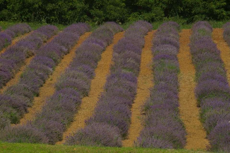 Paesaggi piemontesi delle