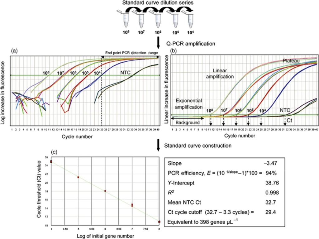 real time Polymerase Chain Reaction: absolute quantification Coefficiente angolare della retta, indica la pendenza Limite di quantità di campione