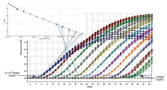 real time Polymerase Chain Reaction: absolute quantification A. Standard template B. analized samples 3. Si analizza sulla retta standard lo stesso valore di CT 4.