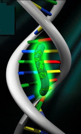 preferenzialmente a DNA a doppio