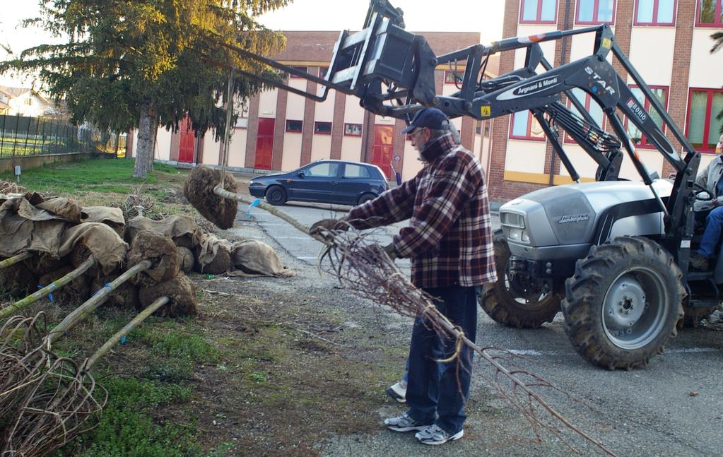 PIANTAGIONE DEGLI ALBERI PER REALIZZARE IL VIALE LUNGO LA PISTA CICLABILE (Villanova d Asti, sabato 8 marzo 2014)