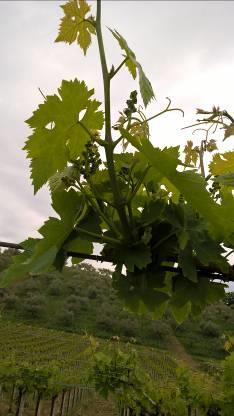 Lo sviluppo delle gemme pronte, a prescindere dalle varietà più o meno predisposte alla emissione delle stesse, è favorito da potature povere, quando si lasciano meno gemme di quelle necessarie, o da