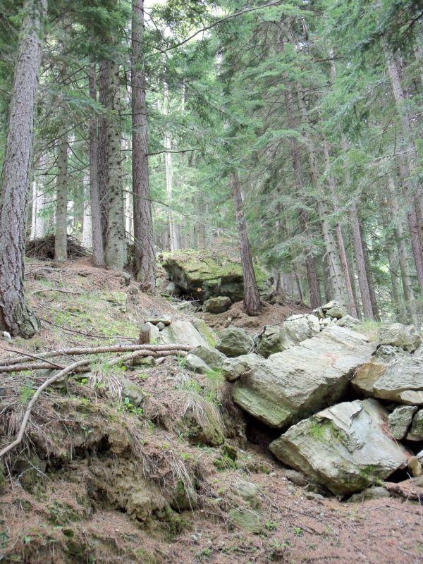 In breve si entra in un fitto bosco di conifere, con