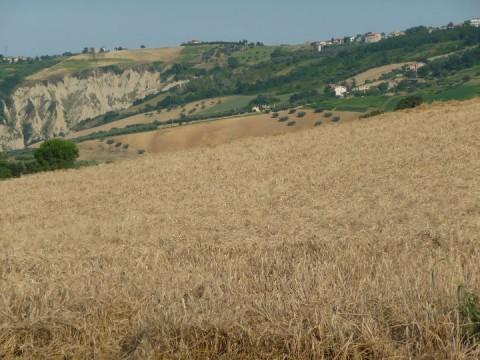 Solo grano italiano per Verrigni Per l ottenimento di un prodotto di eccellenza il pastificio