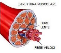 I MUSCOLI SCHELETRICI Per eseguire azioni come disegnare, sollevare pesi noi utilizziamo i muscoli che muovono le ossa dello scheletro.